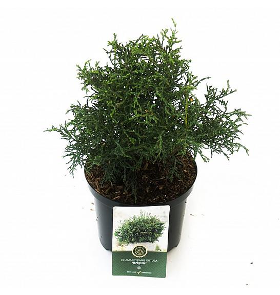 Chamaecyparis obtusa Brigitte C2,5 Lit. 25-30 cm