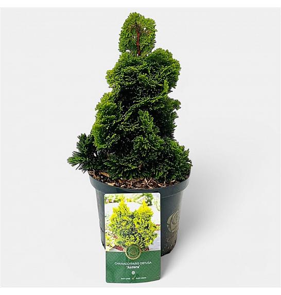 Chamaecyparis obtusa Aurora C2,5 Lit. 15-20 cm