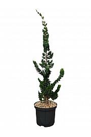 Chamaecyparis lawsoniana Wissels Saguaro C5 Lit. 50-60 cm