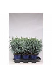Chamaecyparis lawsoniana van Pelt's Blue C2 Lit. 30-40 cm