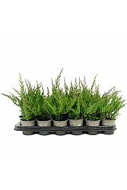 Chamaecyparis lawsoniana Sunkist Ø9