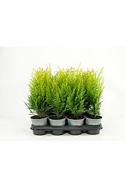 Chamaecyparis lawsoniana Stardust Ø11