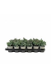 Chamaecyparis lawsoniana Robusta Ø9