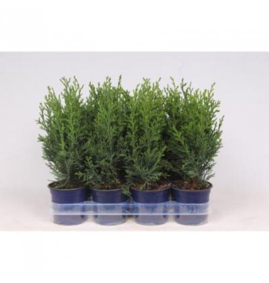 Chamaecyparis lawsoniana Robusta Ø11 10-15 cm