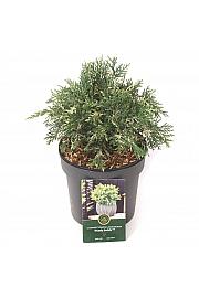 Chamaecyparis lawsoniana Pearly Swirls C2,5 Lit. 25-30 cm