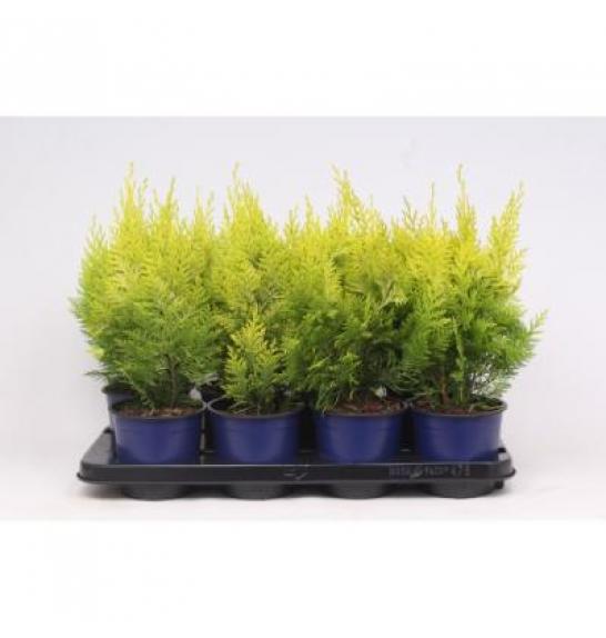 Chamaecyparis lawsoniana Ivonne C1 Lit. 15-20 cm