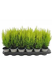 Chamaecyparis lawsoniana Erecta Aurea Ø9