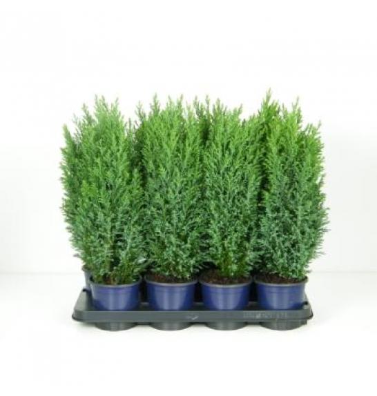 Chamaecyparis lawsoniana Ellwoodii C1 Lit. 20-30 cm