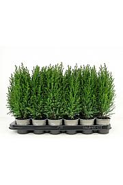 Chamaecyparis lawsoniana Ellwodii Ø9