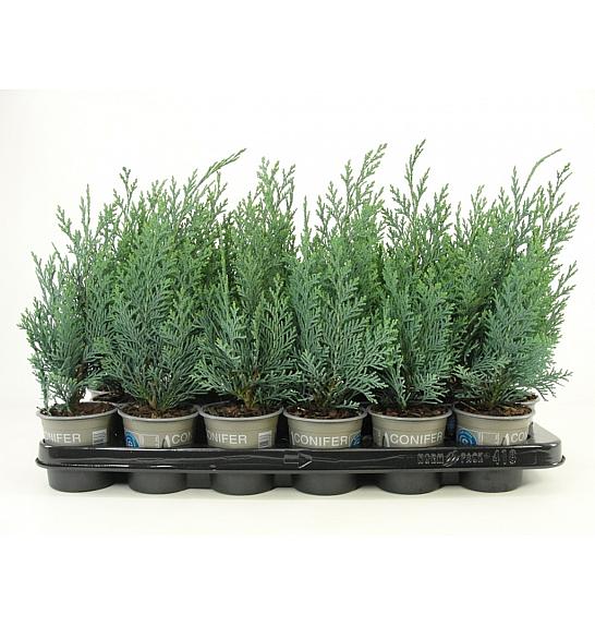 Chamaecyparis lawsoniana Columnaris Ø9