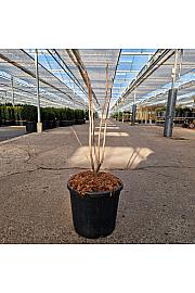 Cercis chinensis Avondale C11 Lit. 40-50 cm