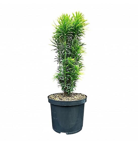Cephalotaxus harringtonia Korean Gold C5 Lit. 30-40 cm