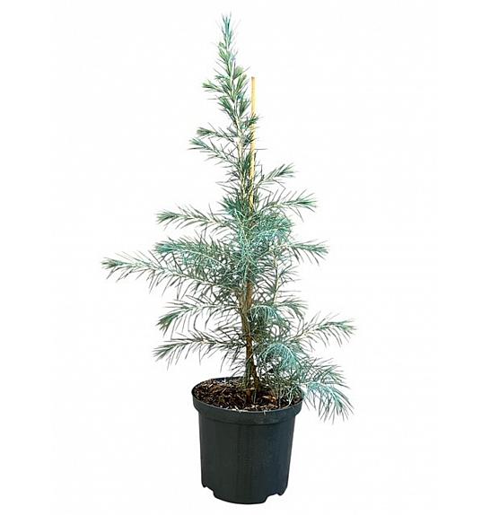 Cedrus deodara C2,5 Lit. 30-40 cm