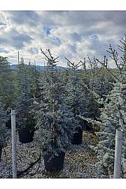 Cedrus atlantica Glauca C20 Lit. 125-150 cm