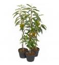 Castanea sativa Bouche de Betizac C4 Lit. 80-100 cm