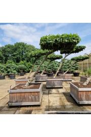 Carpinus betulus v lesenem koritu 120x120 cm 200-250 cm Dežnik