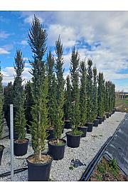 Cedrus atlantica fastigiata C70 Lit. 200-250 cm