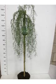 Caragana arborescens Walker C7,5 Lit. Na steblu 80 cm