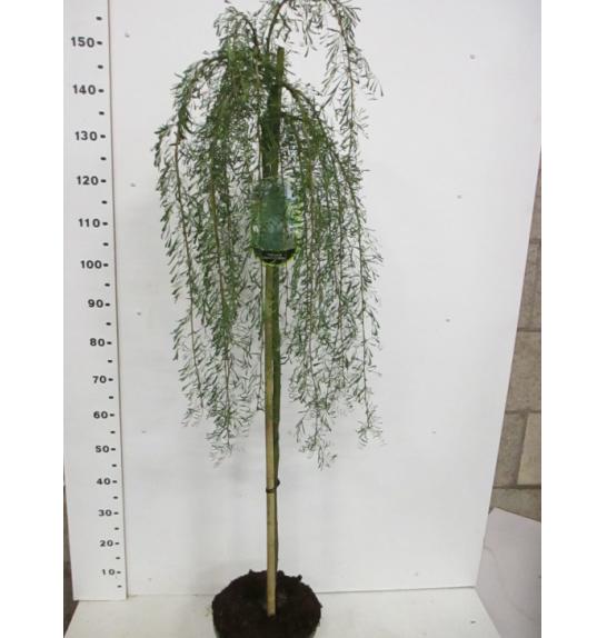 Caragana arborescens Walker C7,5 Lit. Na steblu 80 cm