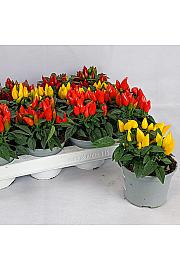 Capsicum annum Ø 10,5 mix