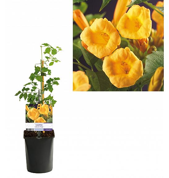 Campsis radicans Flava C1 Lit. 20-30 cm
