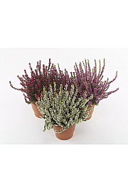 Calluna Marlies Ø 9 mix