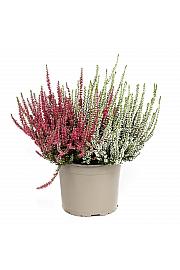 Calluna Garden Girls Ø 17 Twins