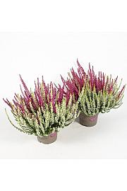 Calluna Garden Girls Ø 12 Twins