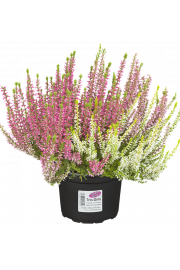 Calluna Garden Girls Ø 12 Trio