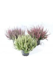 Calluna Garden Girls Ø 12 mix