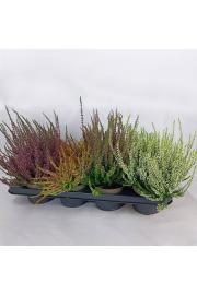 Calluna Garden Girls Ø 11 mix