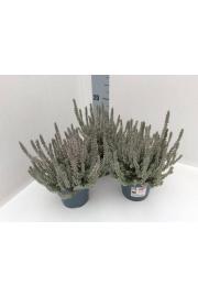 Calluna Garden Girls Fluffy Ø 11