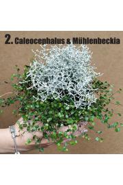 Calluna DUO (muech/calocep) Ø 12 mix