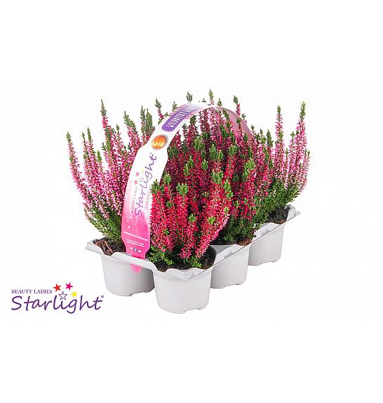 Calluna Beauty Ladies Wildberry Wonder Ø 9 6 pack
