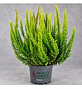 Calluna Beauty Ladies Skyline Ø 9,5 mix