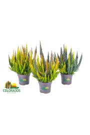 Calluna Beauty Ladies Skyline Ø 10,5 Trio