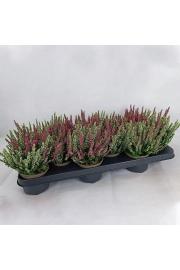 Calluna Beauty Ladies Ø 9,5 Twins