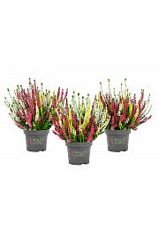 Calluna Beauty Ladies Ø 9,5 Trio