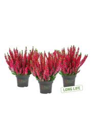 Calluna Beauty Ladies Ø9,5 rdeča