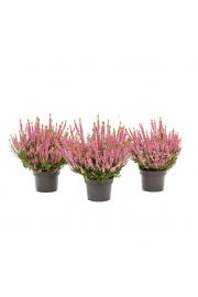 Calluna Beauty Ladies Ø 9,5 pink
