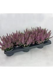 Calluna Beauty Ladies Ø 9,5 lila