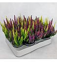 Calluna Beauty Ladies Ø 6 Trio