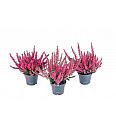 Calluna Beauty Ladies Ø 6 rdeča