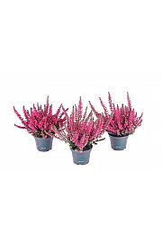 Calluna Beauty Ladies Ø 6 rdeča