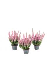 Calluna Beauty Ladies Ø 6 pink