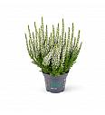 Calluna Beauty Ladies Ø 6 bela
