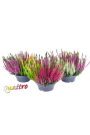 Calluna Beauty Ladies Ø 23 Quatro