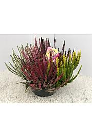 Calluna Beauty Ladies Ø 23 High Five