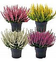 Calluna Beauty Ladies Ø 12 mix