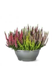 Calluna Beauty Ladies Mosaika Ø 23